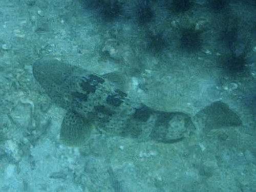 Epinephelus coioides