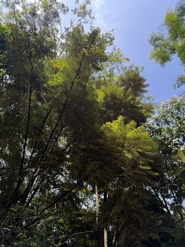 Aglaia angustifolia