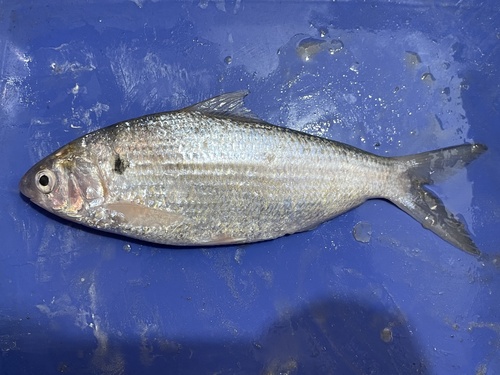 Nematalosa resticularia