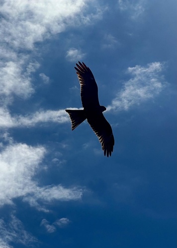 Black Kite