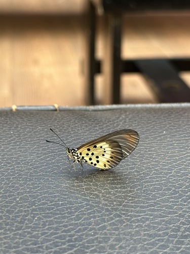 Common Glassy Acraea
