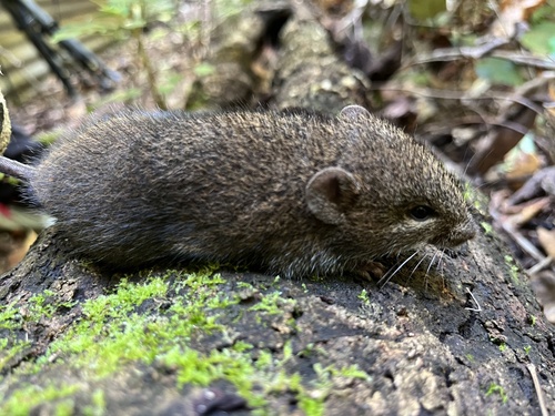 Transitional Colilargo (Microakodontomys transitorius) — Endangered Mammalia