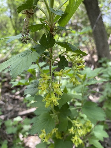 American Black Currant