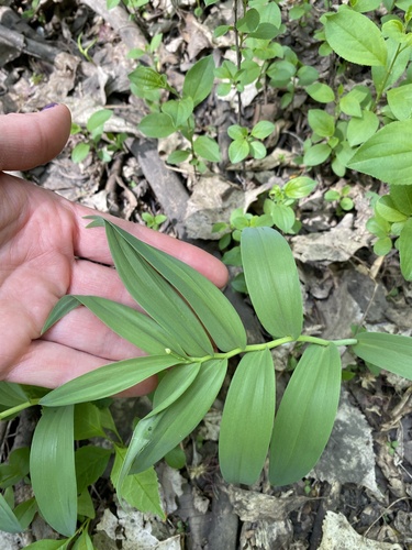 star-flowered lily-of-the-valley