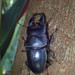 Giant Stag Beetle - Photo (c) Libbi Wu, all rights reserved, uploaded by Libbi Wu