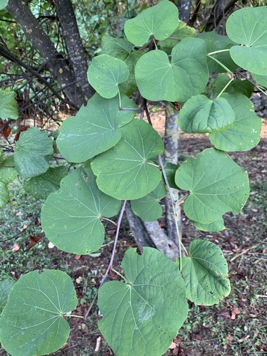 Judas-tree