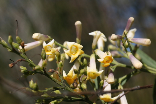 Freylinia lanceolata (L.fil.) G.Don