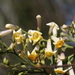 Freylinia lanceolata - Photo (c) hanno herselman, todos los derechos reservados, subido por hanno herselman