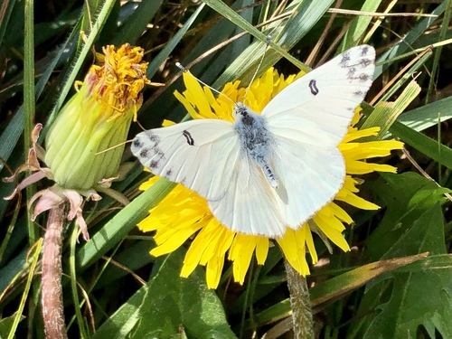 Lesser Bath White