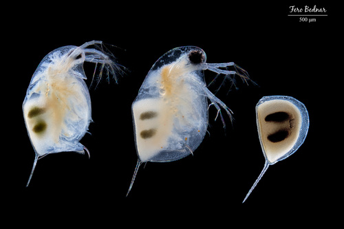 Daphnia longispina