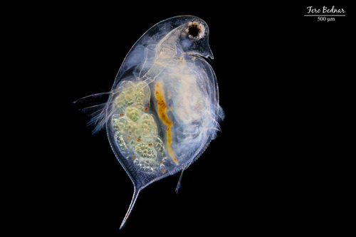 Daphnia