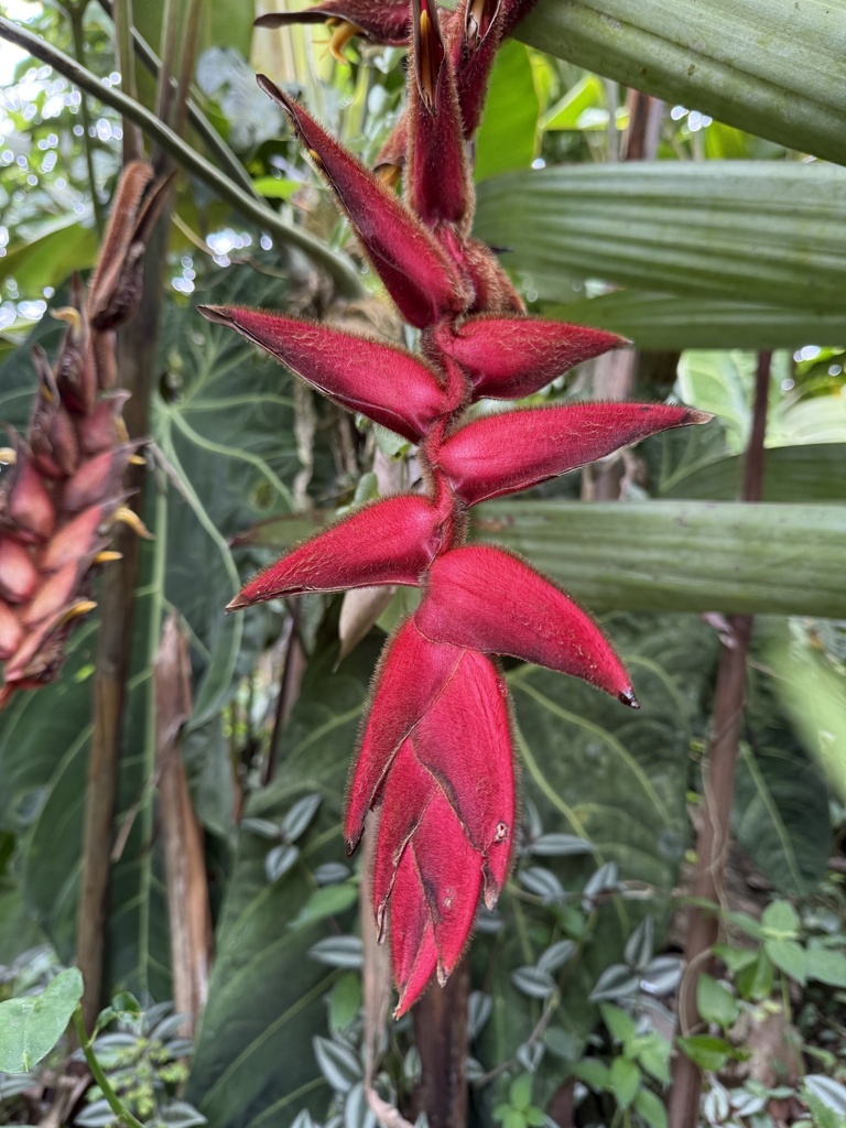 Heliconia magnifica