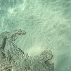 Peacock flounder
