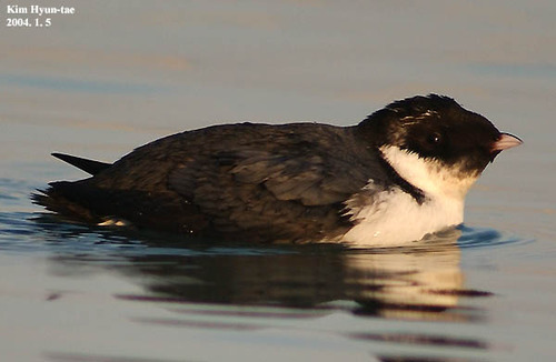 Ancient Murrelet