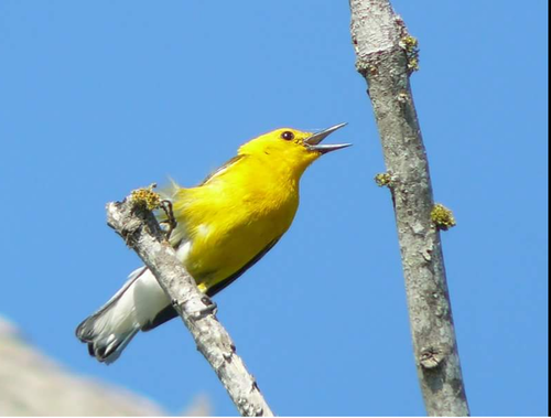 Prothonotary Warbler