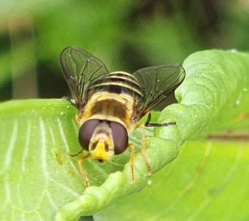 Unknown species found near Park County, US-WY, US