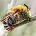 Common Digger Bees - Photo (c) Tara Armijo-Prewitt, all rights reserved, uploaded by Tara Armijo-Prewitt