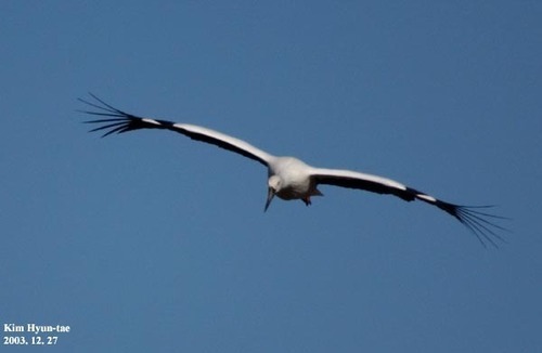 Oriental Stork