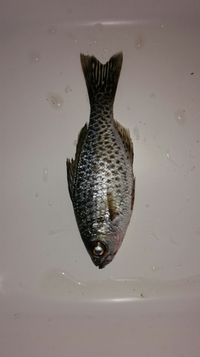 Kuhlia sauvagii