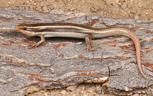iNaturalist observation photo of Western Red-tailed Skink