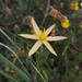 Pauridia serrata - Photo 由 Glynn Alard 所上傳的 (c) Glynn Alard，保留所有權利