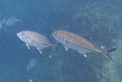 Bigeye trevally