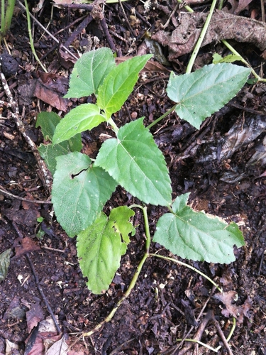 Salvia costaricensis image