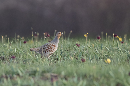 Gray Partridge