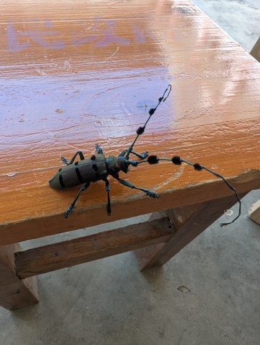 Fabulous Longhorn Beetle
