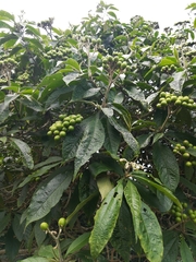 Solanum umbellatum image