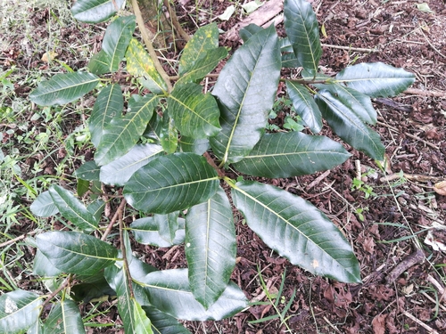 Ficus crocata image
