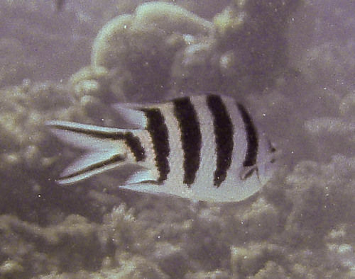 Scissortail Sergeant — seen at this dive site