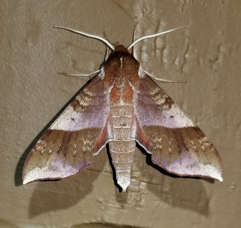 Azalea Sphinx from Fentress County, TN, USA on May 14, 2025 at 08:41 PM ...