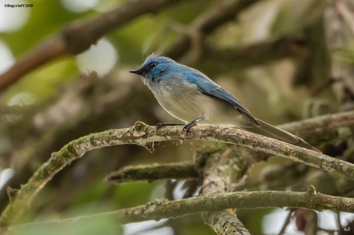 African Blue Flycatcher