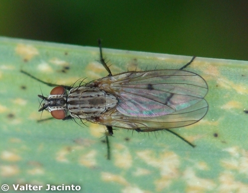 Anthomyia confusanea · iNaturalist