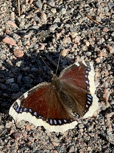 Mourning Cloak