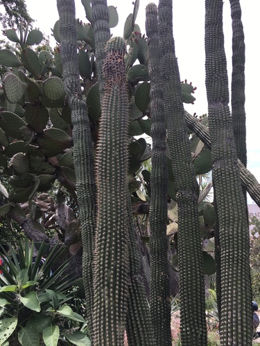 Lemaireocereus hollianus