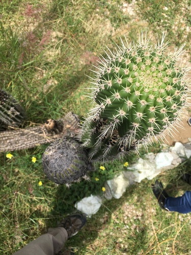 Lemaireocereus hollianus
