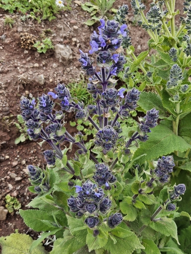 Rift Valley Sage