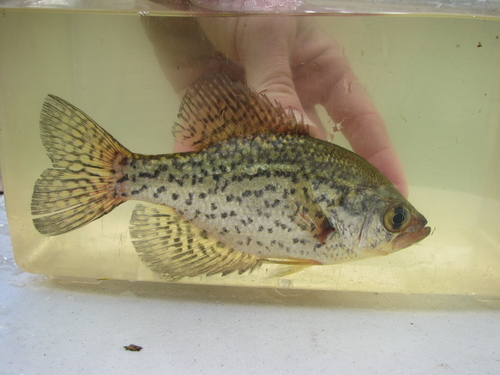 Black Crappie
