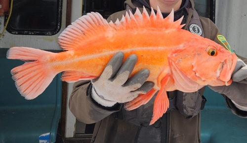 Yelloweye Rockfish