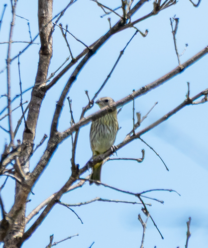 Saffron Finch