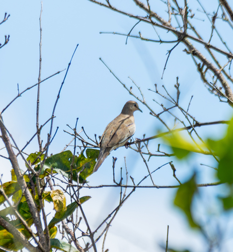 Picuí Ground Dove