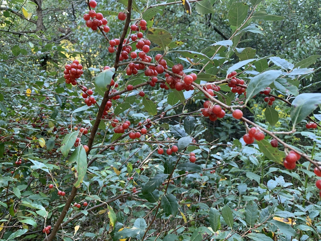 보리수나무 from Buena Vista, VA, US on 2019년 09월 06일 (금)... 오후 by hmartley · iNaturalist 보리수나무 (Elaeagnus umbellata)