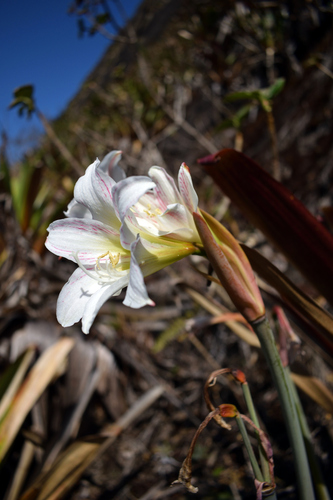 Hippeastrum abatinguara