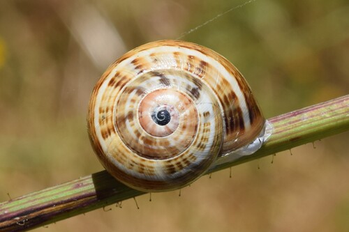 White Italian Snail