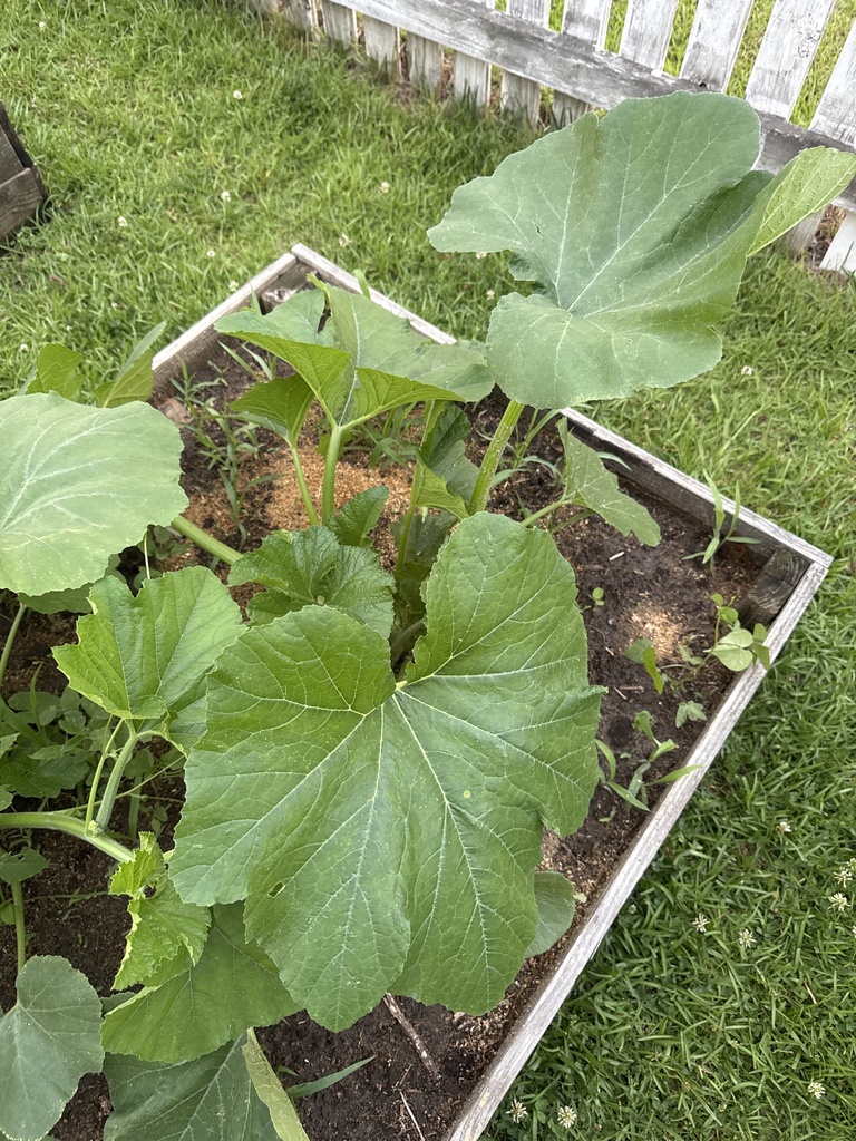 Cucurbita pepo