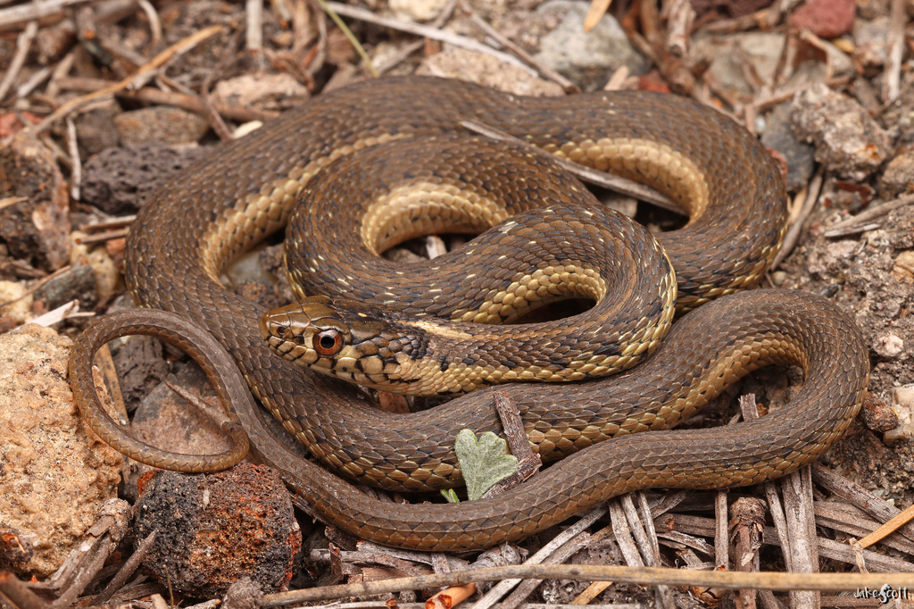 Sierra Garter Snake (Thamnophis couchii)