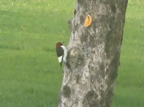 Red-headed Woodpecker