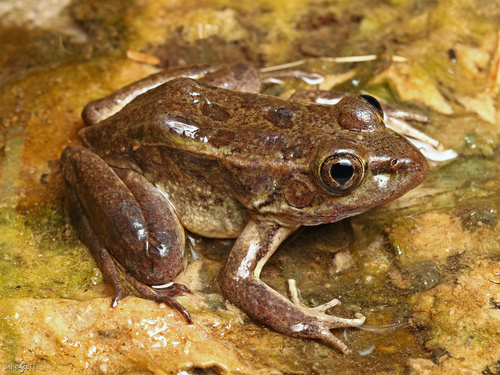Relict Leopard Frog